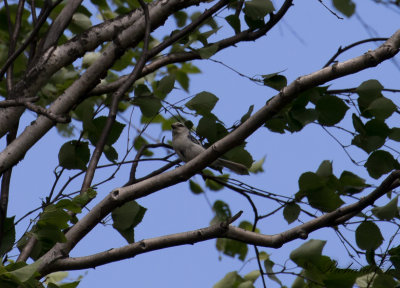 Azurmes - Azure Tit (Cyanistes cyanus)