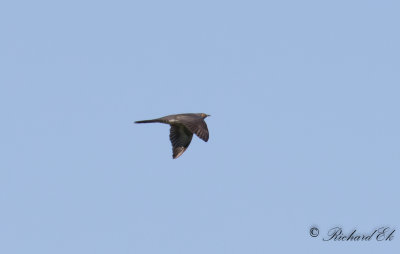 Gk - Common Cuckoo (Cuculus canorus)