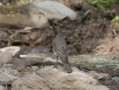 Svarthalsad trast - Black-throated Thrush (Turdus atrogularis)