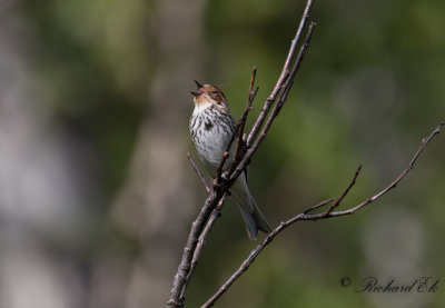 Dvrgsparv - Little Bunting (Emberiza pusilla)