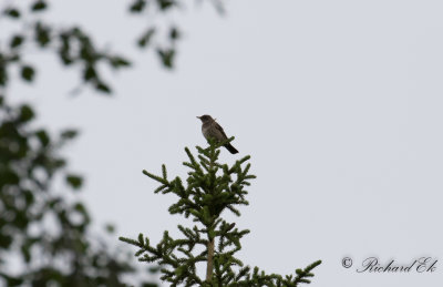 Svarthalsad trast - Black-throated Thrush (Turdus atrogularis)