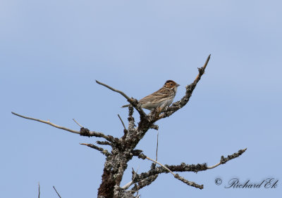 Dvrgsparv - Little Bunting (Emberiza pusilla)