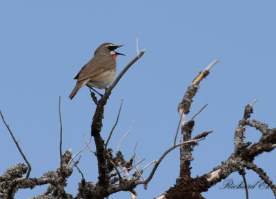 Rubinnktergal - Siberian Rubythroat (Luscinia calliope)