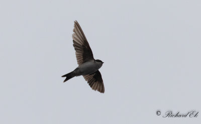 Hussvala - House Martin (Delichon urbicum)