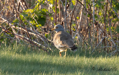 Gråhuvad vipa - Grey-headed Lapwing (Vanellus cinereus)