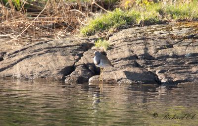 Grhuvad vipa - Grey-headed Lapwing (Vanellus cinereus)