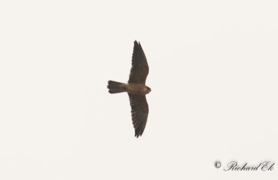 Aftonfalk - Red-footed falcon (Falco vespertinus)