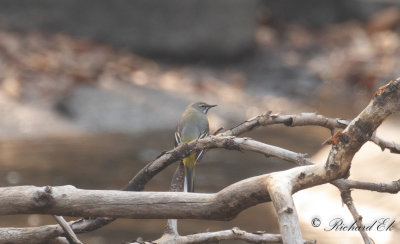 Forsärla - Grey Wagtail (Motacilla cinerea)