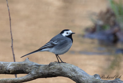 Sdesrla - White Wagtail (Motacilla alba)