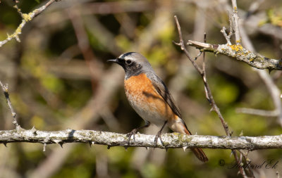 Rödstjärt - Redstart (Phoenicurus phoenicurus)