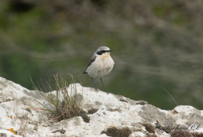 Stenskvätta - Northern Wheatear (Oenanthe oenanthe)
