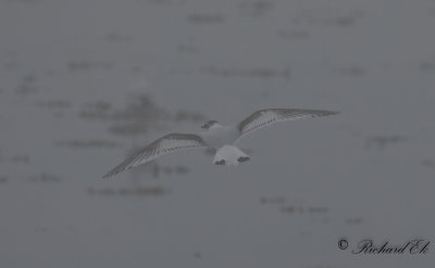 Dvärgmås - Little Gull (Larus minutus)
