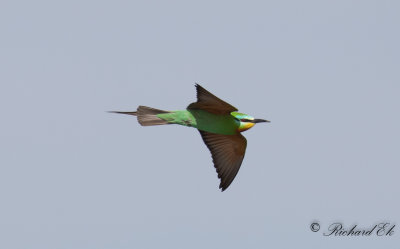 Grn bitare - Blue-cheeked Bee-eater (Merops persicus)