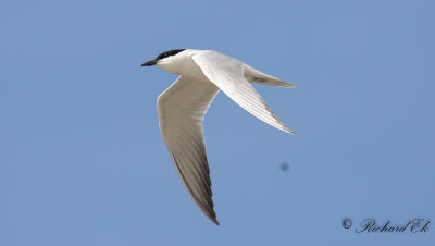 Sandtärna - Gull-billed Tern (Gelochelidon nilotica)