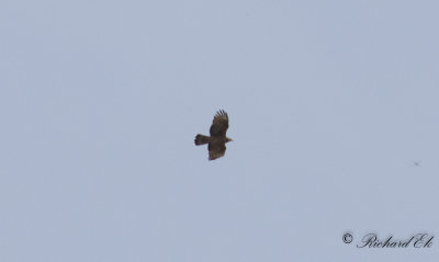 Tofsbivrk - Crested Honey Buzzard (Pernis ptilorhyncus)