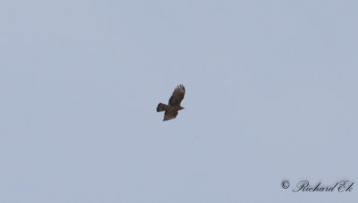 Tofsbivrk - Crested Honey Buzzard (Pernis ptilorhyncus)