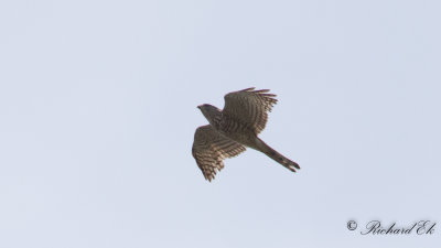 Balkanhk - Levant Sparrowhawk (Accipiter brevipes)