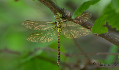 Dargonfly sp.