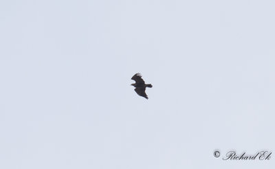 Mindre skrikrn - Lesser Spotted Eagle (Aquila pomarina)?