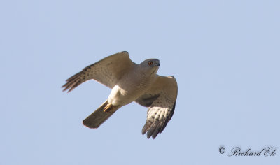 Shikra - Shikra (Accipiter badius)