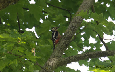 Strre hackspett - Great Spotted Woodpecker (Dendrocopos major poelzami)