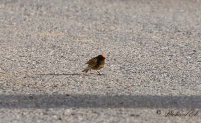 Rdpannad gulhmpling - Red-fronted Serin (Serinus pusillus)