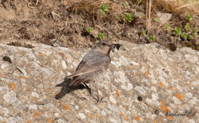 Bltrast - Blue Rock Thrush (Monticola solitarius)