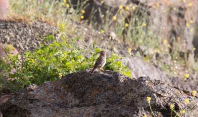 Stensparv - Rock sparrow (Petronia petronia)