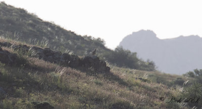 Berghna - Chukar (Alectoris chukar)