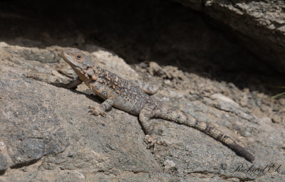 Caucasian agama (Paralaudakia caucasia)