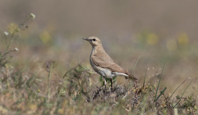 Isabellastenskvtta - Isabelline Wheatear (Oenanthe isabellina)