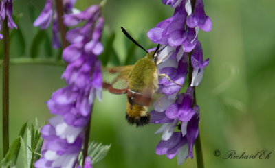 Humlelik dagsvrmare - Broad-bordered Bee Hawk-moth (Hemaris fuciformis) 