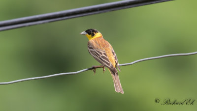 Svarthuvad sparv - Black-headed Bunting (Emberiza melanocephala)