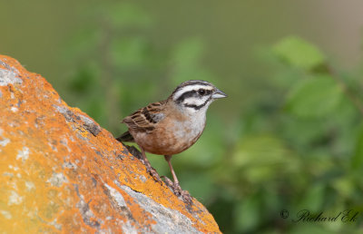 Klippsparv - Rock Bunting (Emberiza cia)