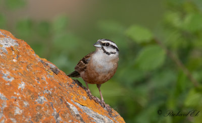 Klippsparv - Rock Bunting (Emberiza cia)