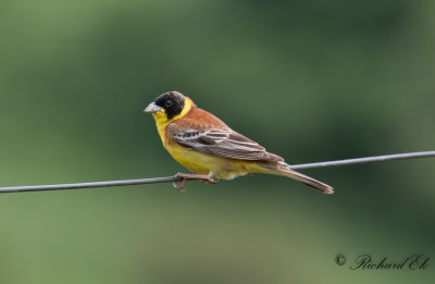 Svarthuvad sparv - Black-headed Bunting (Emberiza melanocephala)