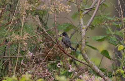 stlig sammetshtta - Menetriess Warbler (Sylvia mystacea mystacea)