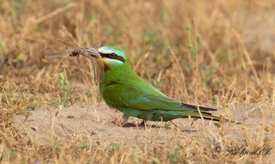 Grn bitare - Blue-cheeked Bee-eater (Merops persicus)