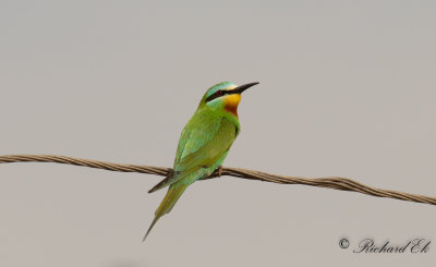 Grn bitare - Blue-cheeked Bee-eater (Merops persicus)