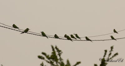 Grn bitare - Blue-cheeked Bee-eater (Merops persicus)