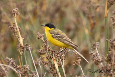 Gulrla - Yellow Waigtail (Motacilla flava feldegg)