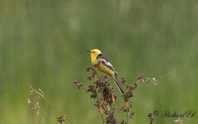 Svartryggad citronrla - Southern Citrine Wagtail (Motacilla citreola calcarata)