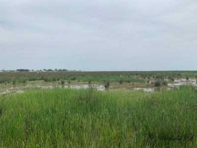 Olof looking at the Southern Citrine Wagtail