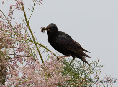 Stare - Common Starling (Sturnus vulgaris)