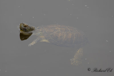 European Pond Turtle (Emys orbicularis)