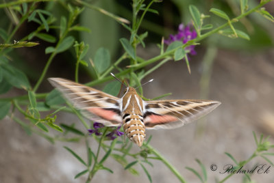 Vitribbad skymningssvrmare - Striped Hawk-moth (Hyles livornica)
