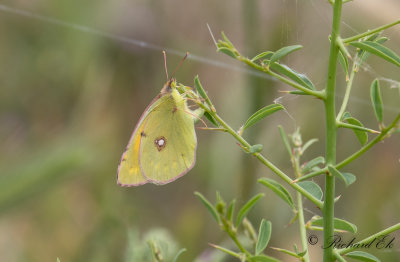 Rdgul hfjril - Clouded Yellow (Colias croceus) 