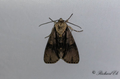 Alaftonfly - Alder Moth (Acronicta alni)