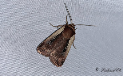Mindre jordfly - Flame Shoulder (Ochropleura plecta)