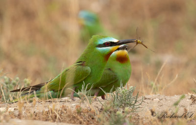Grön biätare - Blue-cheeked Bee-eater (Merops persicus)